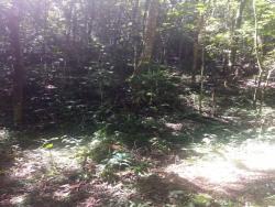 Área para Venda em Cotia - 5